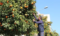 Efeler'in simgesi turunçlar çürümeye terk edildi