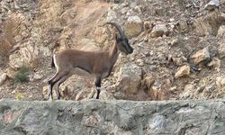 Yaban keçisi avladığı belirlenen kişi yakalanınca savunması şaşkınlık yarattı