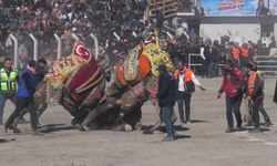 Bozdoğan Deve Güreşi Festivali’ne akın ettiler… Güreşleri 15 bin kişi izledi