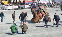 Efeler'de deve güreşi festivali coşkusu