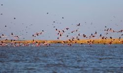 Adana'da flamingolar gökyüzünü renklendirdi