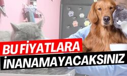 Hayvan sahiplenmek eziyet oldu… Fiyatları görenler inanamadı