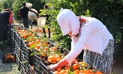 Adana’da zirai dona karşı yarış