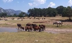 Antalya’nın 90 bin dönüm ovası hiç bu kadar kalabalık görmedi