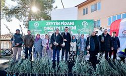 Zeytin fidanları toprakla buluştu