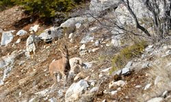 Antalya'dan Afyonkarahisar'a 7 yaban keçisi