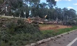 Akıl alır gibi değil… Antalya’da 100 yıllık ağaçlar kesildi