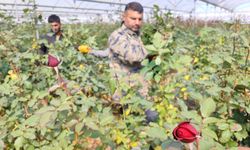 Adana’da etkili olan zirai don gülü de vurdu