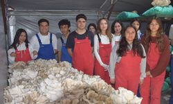 Tarım lisesi öğrencileri, özel eğitim öğrencileriyle mantar hasadı yaptı