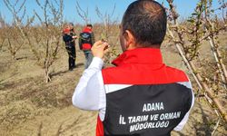 Zirai don çiçek açan ağaçlara yüzde 100 zarar verdi