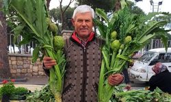Aydın’da enginar sezonu açıldı