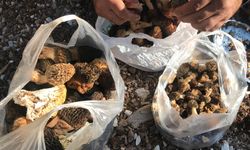 Antalya'da 'kuzugöbeği mantarı' sezonu başladı