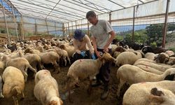 Antalya’da sıkı kurbanlık denetimi başladı! Hatanın affı olmayacak