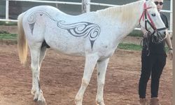 Atın tüylerinden sanat eseri yaptı