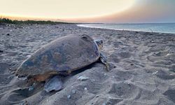 Caretta carettalardan ilk yuva