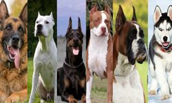 Türkiye’de hangi köpek ırklarının sahiplenmesi yasak?