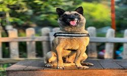 Aydın’ın kahraman köpeği Bob hayatını kaybetti