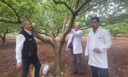 Kahverengi kokarcaya karşı yararlı böceklerle mücadele