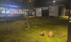 Konyaaltı Sahili'nde utanç veren görüntüler