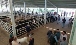 Korkuteli’nde kurbanlık satışları başladı