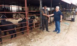 Antalya’da kurban fiyatları ne kadar? Kurbanlık kesim ücreti ne kadar?