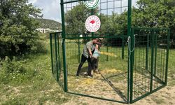 Kuşadası'nda yaban domuzlarıyla mücadele