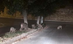 Muğla'da yaban domuzlarıyla mücadele kararı