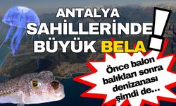 Antalya sahillerinde büyük bela! Önce balon balıkları sonra denizanası şimdi de…
