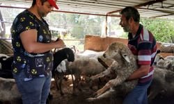 Yayla göçü öncesi aşı ve kimliklendirme çalışması