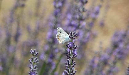 Kelebekler diyarında mavi kelebeği fotoğraflamak için yarıştılar