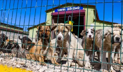 Candost’tan ‘Hayvan Refahı’ vaatlerine sert sözler… “Pitbullar itlaf edilir, küçük ırklar vitrinde sergilenir”