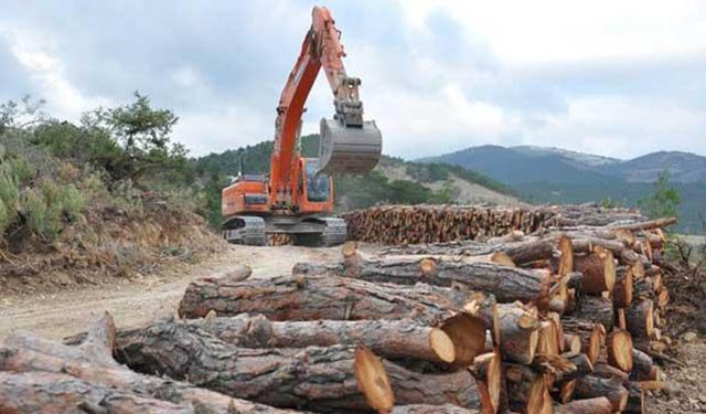Resmi Gazete’de de yayınlandı… Alanya’da 50 bin ağaç kesilecek…