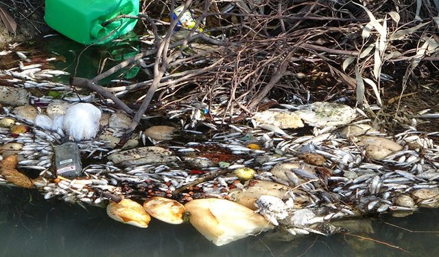 Antalya'da sulama kanalındaki balık ölümleri artıyor