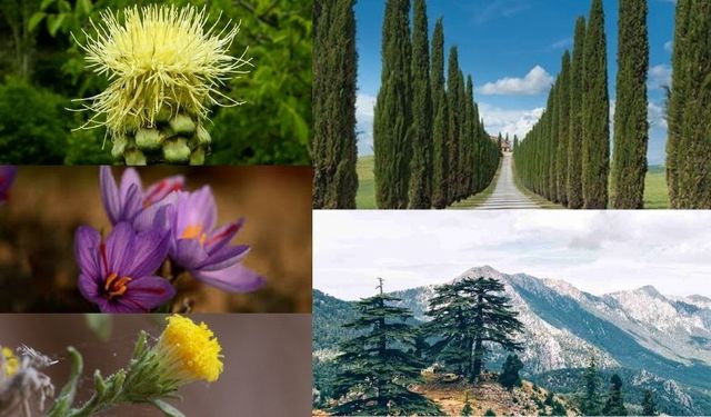 Antalya’nın endemik bitkileri ve 1000 yıl yaşayan ağaçlar..