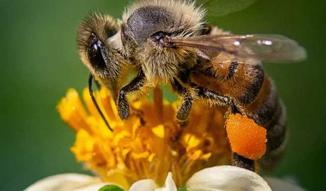 Arı sokmasına ne iyi gelir? Her evde bulunan malzemeler ile arı sokmasına tedavi yöntemleri