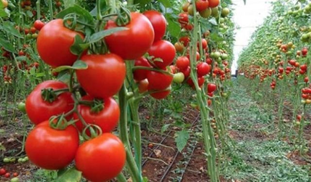 Tarımın başkenti Antalya’da domates dibi gördü… Fiyatlar görenleri hayrete düşürdü
