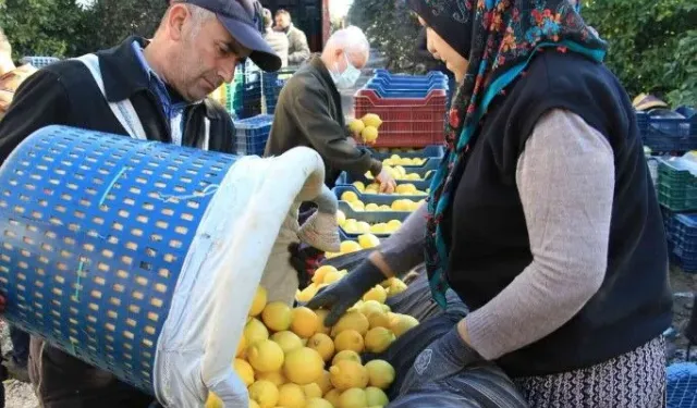 Antalya Korkuteli’nde limonun fiyatına inanamayacaksınız! Bu kadarına da pes