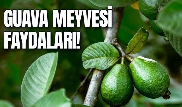 Mersin'de Yetişen Guava Meyvesi Faydaları Ne? Tadı Nasıl? Fiyatı Ne Kadar?