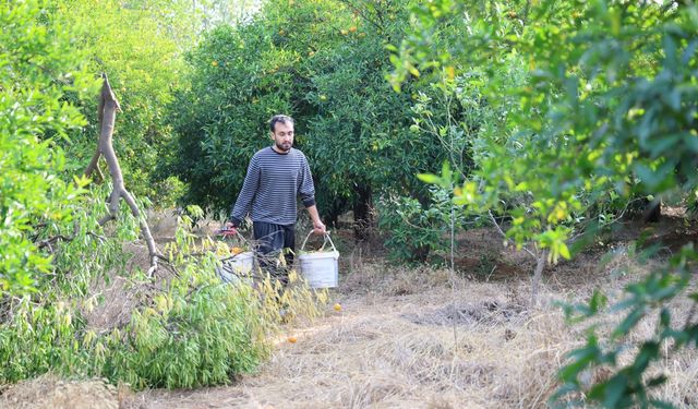 Adana'nın Kozan ilçesinde yetişen şeker mandalinada hasat başladı