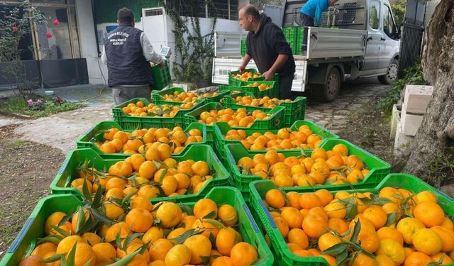 Bodrum Belediyesi’nden mandalina üreticilerine destek