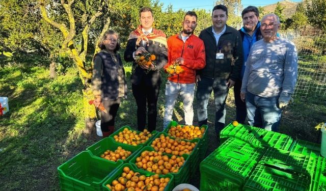 Bodrum’da mandalina hasadına başladı