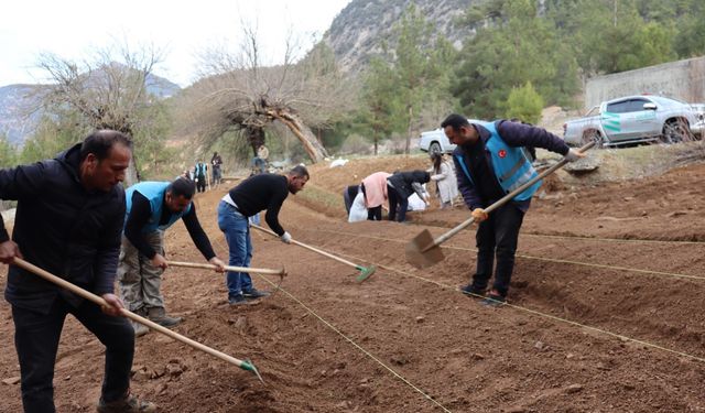 Adana’da sahlep fidanları toprağa ekildi