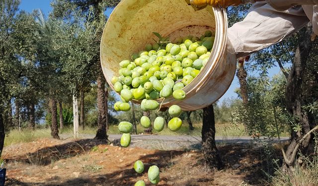 Rapor umut verdi… 204 milyon ağaçtan 3,6 milyon ton zeytin