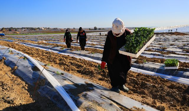 Karpuzun kilogram fiyatının tarlada en az 10 lira olması bekleniyor