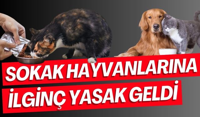 Sokak hayvanlarına ilginç yasak… İzinsiz hayvan beslenemeyecek!