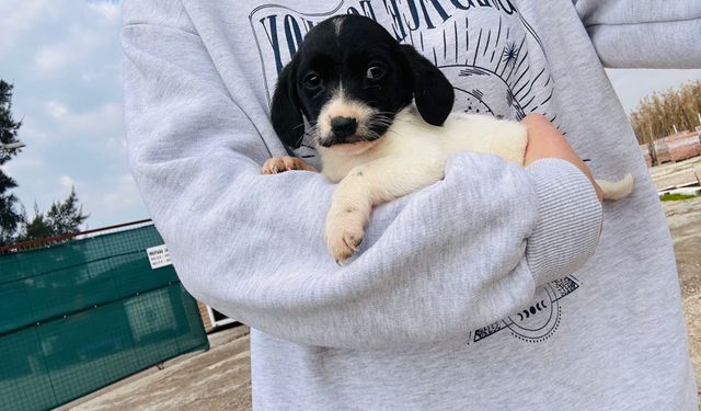 Sahiplendiği yavru köpeğin durumunu öğrenince gözyaşlarına boğuldu