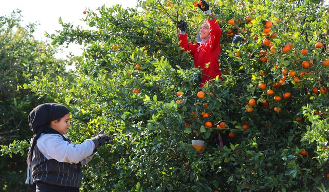 Adana'da, elçiler ve tarım temsilcileri 'Suriyeli işçilerin gitmesi' polemiği yaşadı