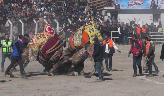 Bozdoğan Deve Güreşi Festivali’ne akın ettiler… Güreşleri 15 bin kişi izledi