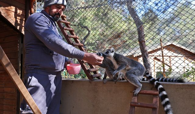 Antalya Doğal Yaşam Parkı’nda soğuk hava önlemi