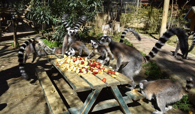 Antalya Doğal Yaşam Parkı'nda 3 lemur yavrusu dünyaya geldi